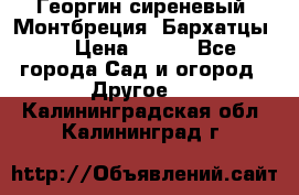Георгин сиреневый. Монтбреция. Бархатцы.  › Цена ­ 100 - Все города Сад и огород » Другое   . Калининградская обл.,Калининград г.